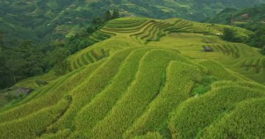 Dağ manzarasında yemyeşil pirinç tarlaları
