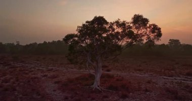 Savanna Manzarası 'ndaki ağacın üzerinde Gündoğumu' nun hava görüntüsü.