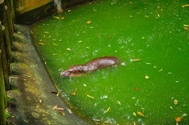Moo Deng, tüm dünyada ünlü olan küçük bir dişi pigme hipopotamın adıdır.