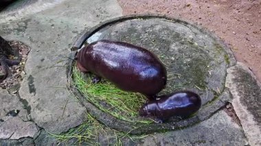 Moo Deng adında şirin bir su aygırı. Dünyaca ünlü küçük su aygırı parkta annesiyle oynuyor. Zıplayan domuzlar kanat çırpar ve zıplar, onları internette ünlü yapan eşsiz bir özellik..