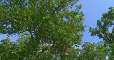 Yol kenarında geniş ve uzun meşe ağaçları var.