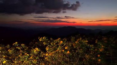 Büyüleyici günbatımında sarı kır çiçekleri