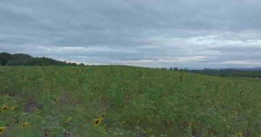 Bulutlu gökyüzünün ve ayçiçeği tarlasının hava görüntüsü