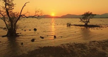 Mangrov ağaçlarının arasındaki güneşin havadan görünüşü