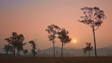 Sabahın erken saatlerinde ağaçlar ve dağlar