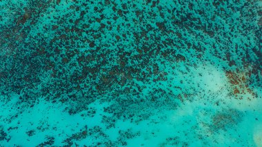 Bereketli yeşil ormanlar, canlı turkuaz mercan resifleri ve derin mavi okyanus sularından oluşan çarpıcı bir kıyı şeridi manzarası. Deniz ve kıyı ekosistemlerinin doğal güzelliği.  