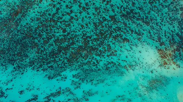 Bereketli yeşil ormanlar, canlı turkuaz mercan resifleri ve derin mavi okyanus sularından oluşan çarpıcı bir kıyı şeridi manzarası. Deniz ve kıyı ekosistemlerinin doğal güzelliği.  