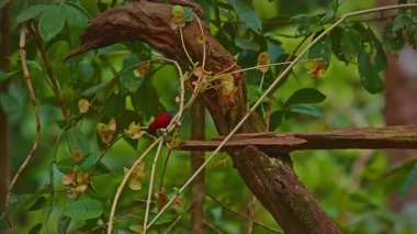 Küçük parlak kırmızı bir kuş bir dala tünedi. Melodik bir şekilde cıvıldadı, havayı tatlı, neşeli bir şarkıyla doldurdu. Kuşun canlı tüyleri yemyeşil yapraklara karşı duruyordu.