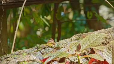 Uzun, kıvrımlı gaga tüneğiyle yosunlu bir dalın üzerinde narin bir tropikal kuş, canlı bir orman ortamında su damlacıklarından kurtuluyor. Bulanık yeşil yapraklar ve dağınık su damlacıkları.