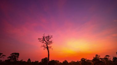 Ölü ağacın üzerinde hızlandırılmış gün doğumu manzarası