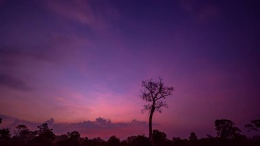 Zaman aşımı. Ölü bir ağacın üstünde sersemletici gün doğumu.