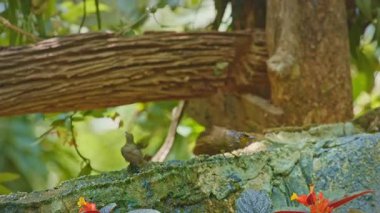 Uzun, kıvrımlı gagaları olan narin bir tropikal kuş, yosunlu bir dala tünemiş, canlı bir orman ortamında su damlacıklarından kurtuluyor. Bulanık yeşil yapraklar ve dağınık su damlacıkları.