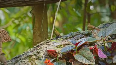 Uzun, kıvrımlı gagaları olan narin bir tropikal kuş, yosunlu bir dala tünemiş, canlı bir orman ortamında su damlacıklarından kurtuluyor. Bulanık yeşil yapraklar ve dağınık su damlacıkları.