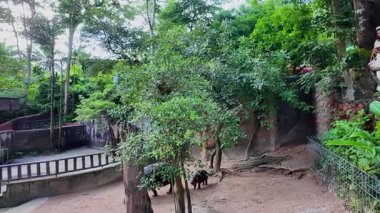 Chonburi, Tayland 'daki Khao Kheow Hayvanat Bahçesi' nde bebek su aygırı.