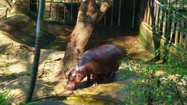 Chonburi, Tayland 'daki Khao Kheow Hayvanat Bahçesi' nde bebek su aygırı.