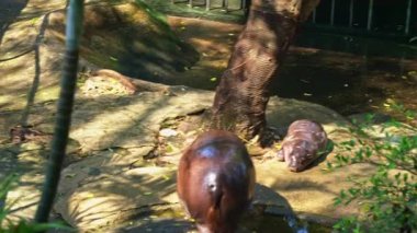Chonburi, Tayland 'daki Khao Kheow Hayvanat Bahçesi' nde bebek su aygırı.