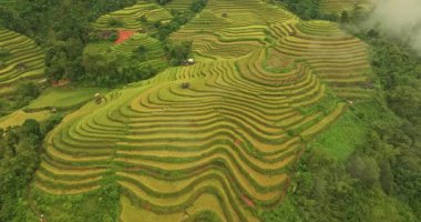 Gökyüzü manzarası yemyeşil tarlalarla kaplı, pirinç terasları sisle kaplı.