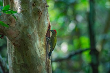 Yavrularını bir oyukta beslemek için ağaç gövdesine tünemiş renkli ağaçkakanlar. Bereketli bir ormanda, yeşil kuşlar ağaçların doğal tonlarıyla ve bulanık yeşil yapraklarla çok güzel tezat oluşturur. 
