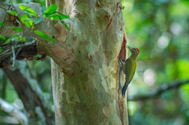 Yavrularını bir oyukta beslemek için ağaç gövdesine tünemiş renkli ağaçkakanlar. Bereketli bir ormanda, yeşil kuşlar ağaçların doğal tonlarıyla ve bulanık yeşil yapraklarla çok güzel tezat oluşturur. 