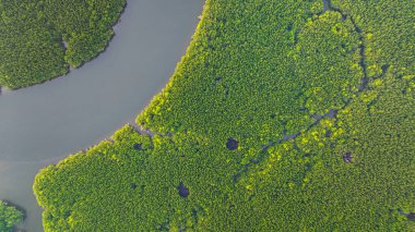 Mangrov ormanı ve delta nehrinin hava manzarası. Mangrove kanalları balıkçı köylerinden Phang Nga 'daki denize giden su yollarıdır. Mangrov sanatını doğa tasarladı..