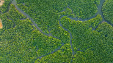 Mangrov ormanı ve delta nehrinin hava manzarası. Mangrove kanalları balıkçı köylerinden Phang Nga 'daki denize giden su yollarıdır. Mangrov sanatını doğa tasarladı..