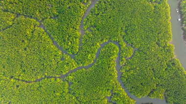 Mangrov ormanı ve delta nehrinin hava manzarası. Mangrove kanalları balıkçı köylerinden Phang Nga 'daki denize giden su yollarıdır. Mangrov sanatını doğa tasarladı..