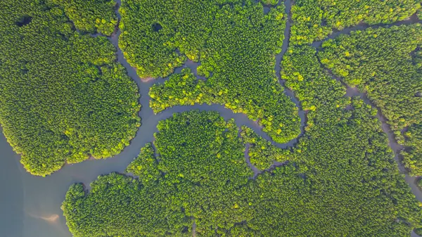 Mangrov ormanı ve delta nehrinin hava manzarası. Mangrove kanalları balıkçı köylerinden Phang Nga 'daki denize giden su yollarıdır. Mangrov sanatını doğa tasarladı..