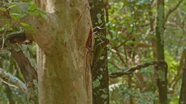 Kızıl saçlı ağaçkakan yavrularını bir ağaç oyuğunda besliyor.