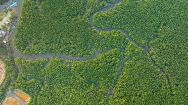 Mangrov ormanı ve delta nehrinin hava manzarası. Mangrove kanalları balıkçı köylerinden Phang Nga 'daki denize giden su yollarıdır. Mangrov sanatını doğa tasarladı..