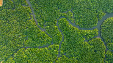 Mangrov ormanı ve delta nehrinin hava manzarası. Mangrove kanalları balıkçı köylerinden Phang Nga 'daki denize giden su yollarıdır. Mangrov sanatını doğa tasarladı..