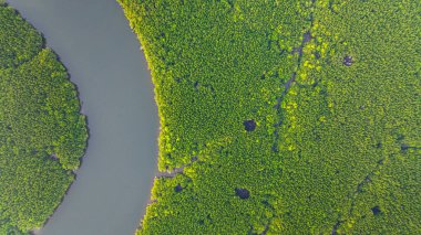 Mangrov ormanı ve delta nehrinin hava manzarası. Mangrove kanalları balıkçı köylerinden Phang Nga 'daki denize giden su yollarıdır. Mangrov sanatını doğa tasarladı..