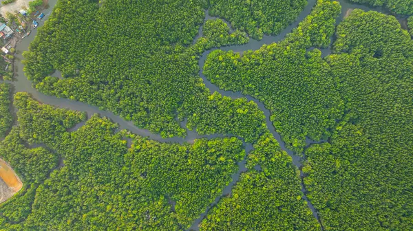 Mangrov ormanı ve delta nehrinin hava manzarası. Mangrove kanalları balıkçı köylerinden Phang Nga 'daki denize giden su yollarıdır. Mangrov sanatını doğa tasarladı..