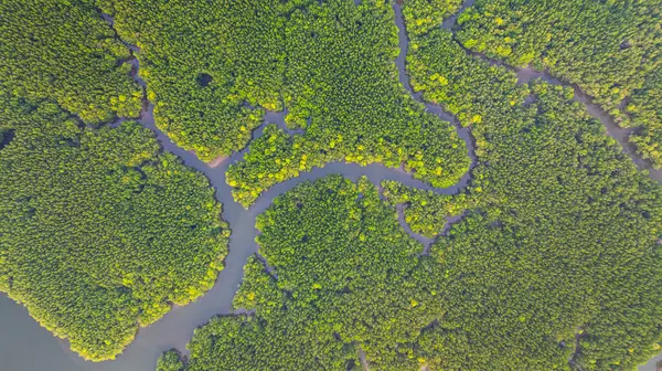 Mangrov ormanı ve delta nehrinin hava manzarası. Mangrove kanalları balıkçı köylerinden Phang Nga 'daki denize giden su yollarıdır. Mangrov sanatını doğa tasarladı..