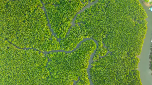 Mangrov ormanı ve delta nehrinin hava manzarası. Mangrove kanalları balıkçı köylerinden Phang Nga 'daki denize giden su yollarıdır. Mangrov sanatını doğa tasarladı..