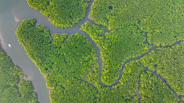 Mangrov ormanı ve delta nehrinin hava manzarası. Mangrove kanalları balıkçı köylerinden Phang Nga 'daki denize giden su yollarıdır. Mangrov sanatını doğa tasarladı..