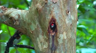 Boş bir çukurda oturan sıradan ağaçkakanlara yakın.