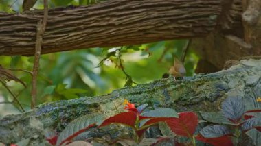 Güneş kuşları yeşil ormanda suda oynuyorlar