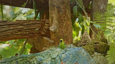 Güzel yeşil yapraklar, bitkiler ve hayvanlar.