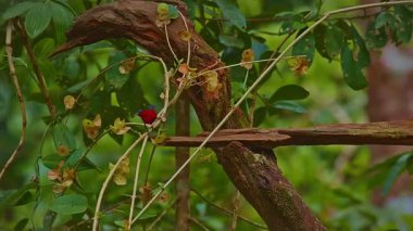 Küçük parlak kırmızı kuş ağacın dalına tünedi.