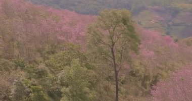 Pembe kiraz çiçeklerinin havadan görünüşü dağın her yerinde çiçek açıyor.