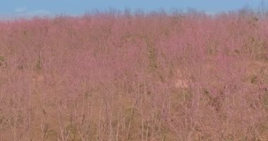 Pembe kiraz çiçeklerinin havadan görünüşü dağın her yerinde çiçek açıyor.