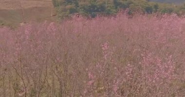 Phu Lom Lo 'da pembe kiraz çiçeklerinin havadan görünüşü