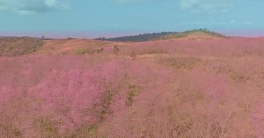 Pembe ormanın güzelliğinin havadan görünüşü