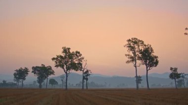 Pirinç tarlalarında büyük ağaçlar dizilmişti. 