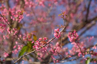 Güzel pembe sakura ağaçlarına yakın. 