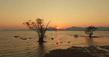 Altın gökyüzündeki mangrov ağaçlarının havadan görünüşü