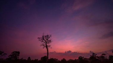 Ölü ağacın üzerinde güneşin doğuşu çok güzel bir sahne. 