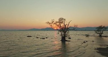 Mangrovlu Serene Sahil Günbatımının hava manzarası