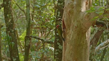 Yavrularını oyukta beslemek için ağaç gövdesine tünemiş renkli ağaçkakanlar.