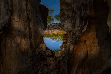 Doğal bir manzaranın yaratıcı bir fotoğrafı yere yerleştirilmiş bir kristal küre aracılığıyla baş aşağı yansıtılarak mavi bir gökyüzünün altında bükülmüş ağaç gövdeleri ve yeşillikler sergileniyor. Eşsiz güzellikte ağaçlar